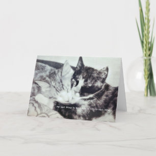 Agradecimento Cartão de Saudação KITTEN NAP