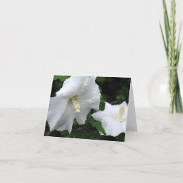 Agradecimento cartão Rosa de Sharon (Hibiscus syriacus 'Diana')
