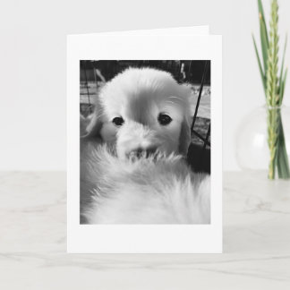 Agradecimento Filhote de Urso Polar | Cartão em Branco