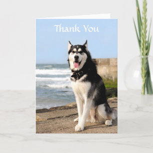 Agradecimento Obrigado Siberian Husky no Cartão de Saudação de P