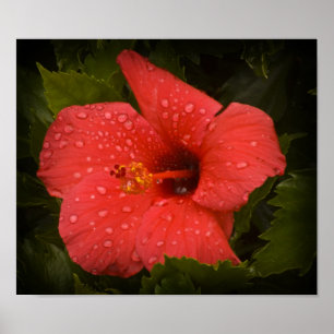 Água cai no Poster de Hibiscus