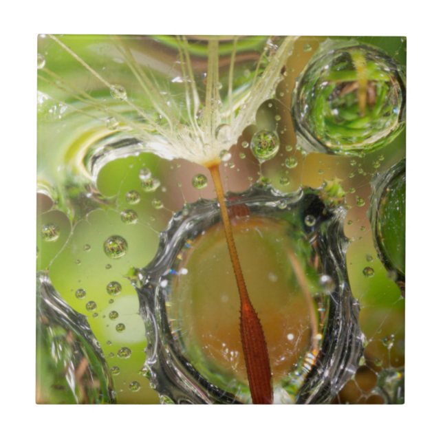 Água em sementes de dandelion, CA (Frente)