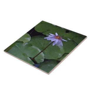 Água Lily
