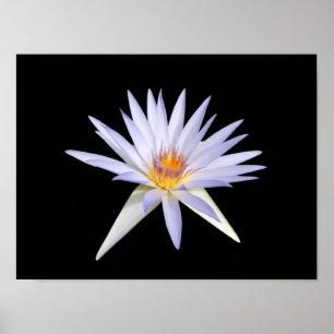 Água Lily Poster