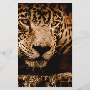 água onça perseguindo olhos