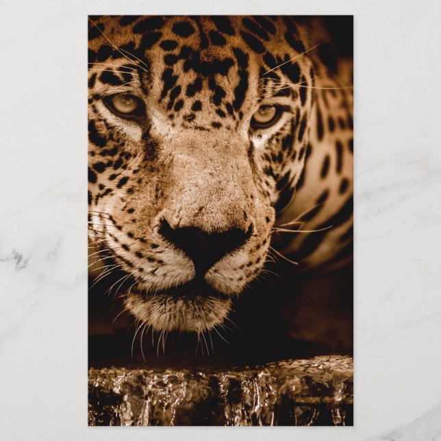 água onça perseguindo olhos (Frente)