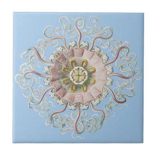 Água-viva Rosa Náutica de Ernst Haeckel Medusa