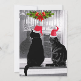 Aguardando Papais noeis