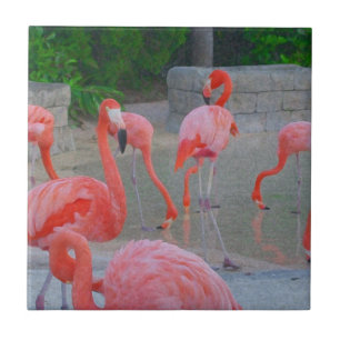 Aguarela cor-de-rosa tropical dos flamingos de