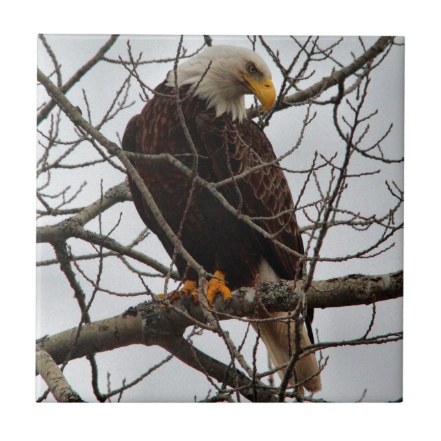 Águia americana (Frente)