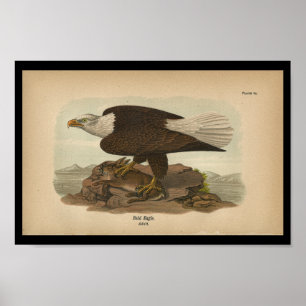 Águia americana 1890 do impressão do pássaro