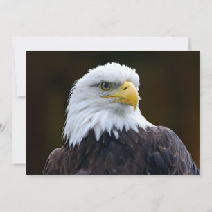 Águia americana americana