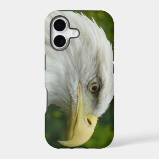 Águia americana americana