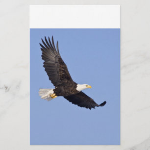 Águia americana americana