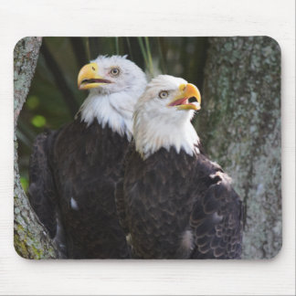 Águia americana americana Mousepad