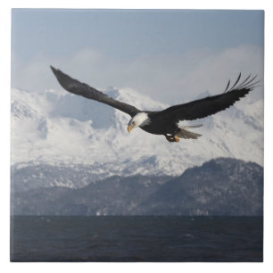 Águia Americana em Voo, Haliaeetus leucocephalus,