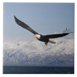 Águia Americana em Voo, Haliaeetus leucocephalus,