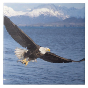 águia americana, Haliaeetus leucocephalus, em voo
