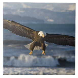 Águia Americana, Haliaeetus leucocephalus, Homer,