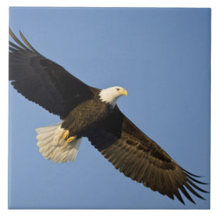 Águia Americana, Haliaeetus leucocephalus, Homer,