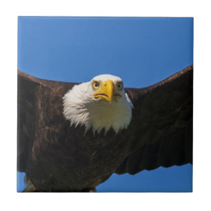 Águia Americana passa voando perto
