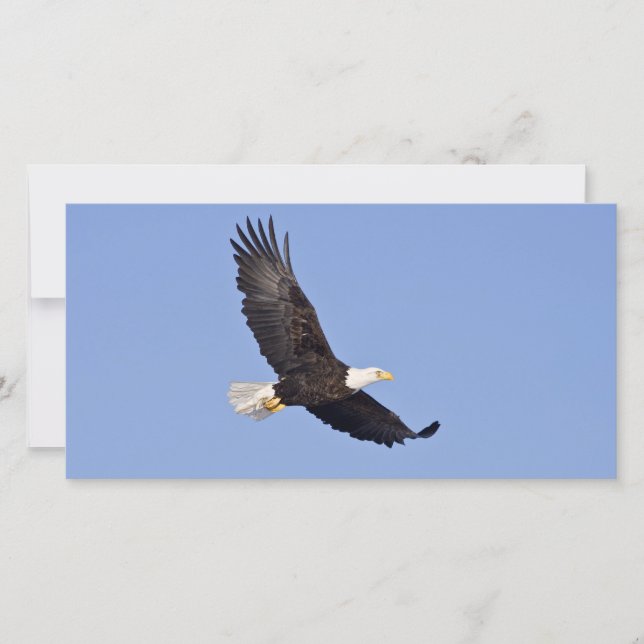 Águia Bald Americano (Frente)