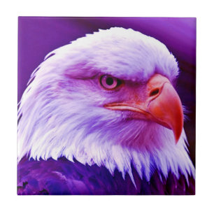 Águia Balda Americana