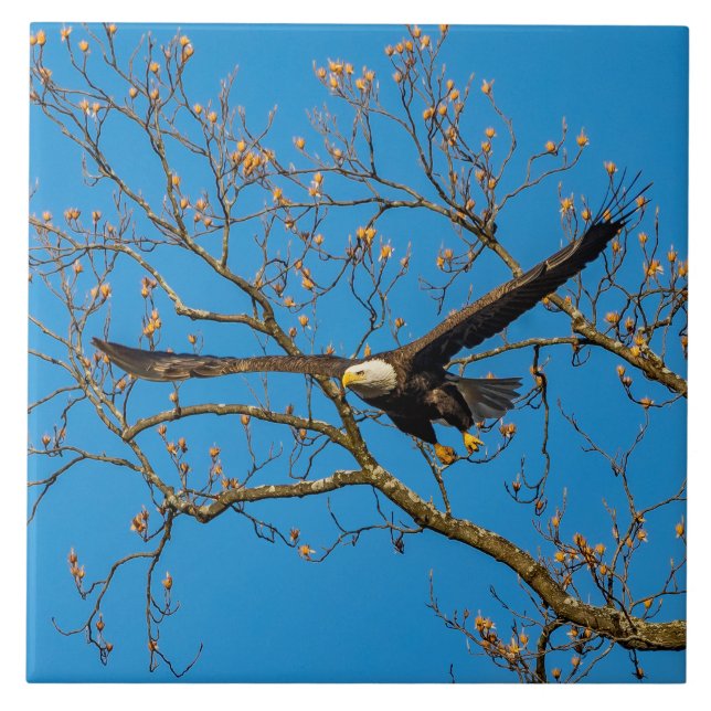 Águia Balda em Azul (Frente)