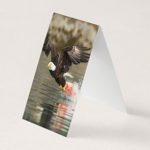 Águia Balda Explosiva