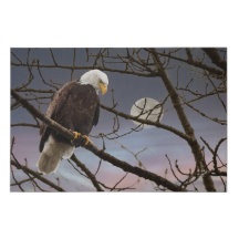 Águia Balda Sob Lua Cheia