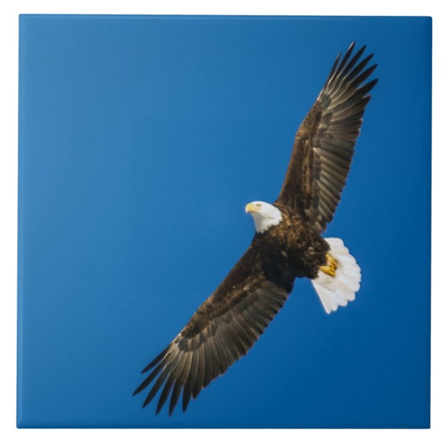 Águia-Cálida no Céu Azul Claro (Frente)