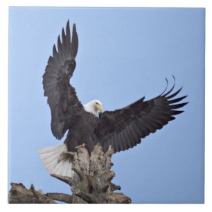 Águia-careca (Haliaeetus leucocephalus) com asas
