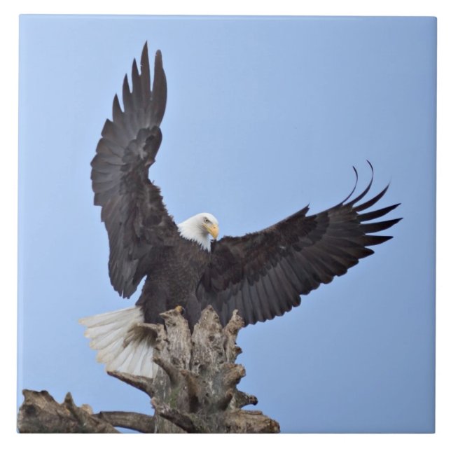 Águia-careca (Haliaeetus leucocephalus) com asas (Frente)