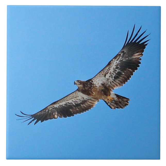 Águia ouro Grande 6" x 6" (Frente)