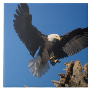 águia-pescadora-americana, Haliaeetus leuccocephal