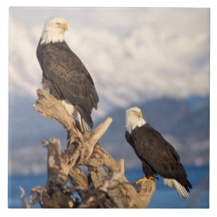 águia-pescadora, Haliaeetus leuccocephalus, casal