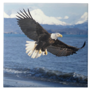 águia-pescadora, Haliaeetus leuccocephalus, em voo