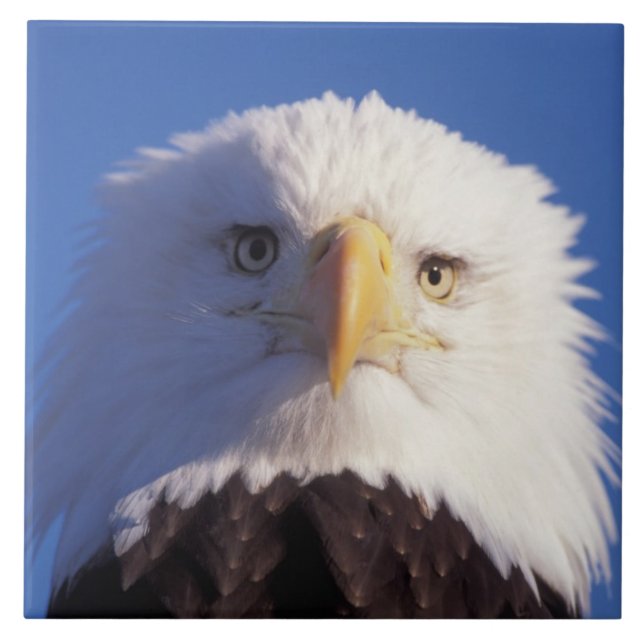 águia-pescadora, Haliaeetus leucocephalus, foto da (Frente)