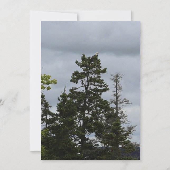 Águia Superior da Árvore (Frente)