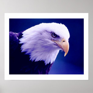 Águias Americanas - Impressões Posters de Águia Ba