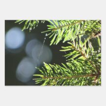 Agulhas de pinheiro com bokeh