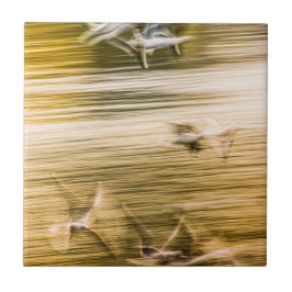 Agulhas voadoras - abstrato