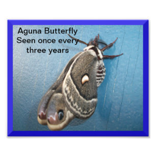 Aguna Butterfly Foto Alargamento