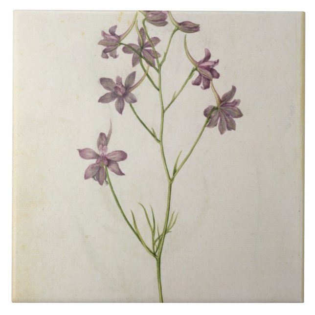 Ajacis do Delphinium, c.1568 (Frente)