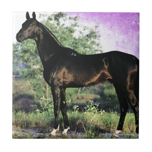 Akhal-teke stallion (Frente)