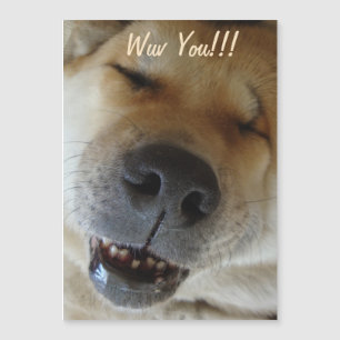 akita fofa sorrindo o amor engraçado do cachorro