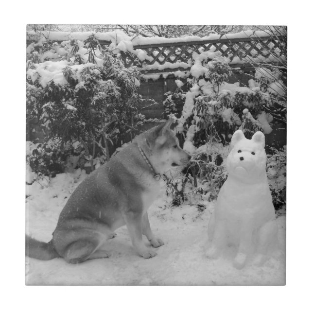 akita preto e branco com cão de neve com boneco de (Frente)