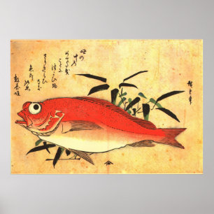 Akodai - Impressão de Peixe Japonês Colorido de