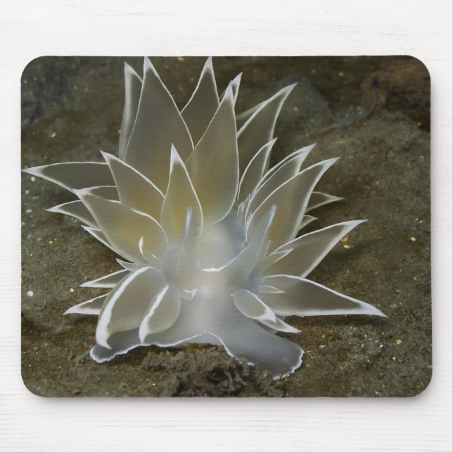 Alabaster Nudibranch (Dirona albolineata) Mousepad (Frente)