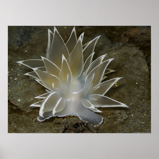 Alabaster Nudibranch (Dirona albolineata) Poster (Frente)